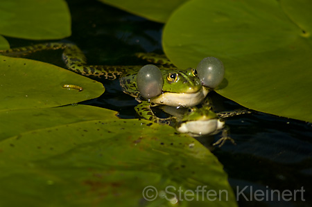 Teichfrosch (Rana kl. esculenta)  - 18